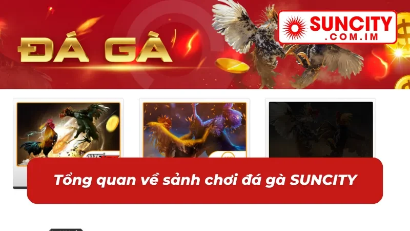 Đá Gà SUNCITY - Trải Nghiệm Không Gian Cá Cược Đẳng Cấp 2 Tổng quan về sảnh chơi đá gà mới nhất