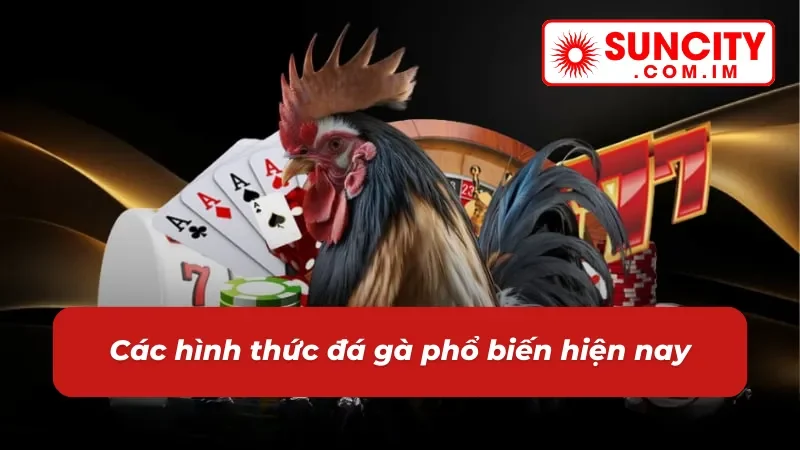 Đá Gà SUNCITY - Trải Nghiệm Không Gian Cá Cược Đẳng Cấp 6 Tổng hợp các hình thức đá gà phổ biến hiện nay