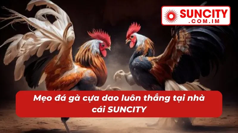 Mẹo đá gà cựa dao SUNCITY luôn thắng